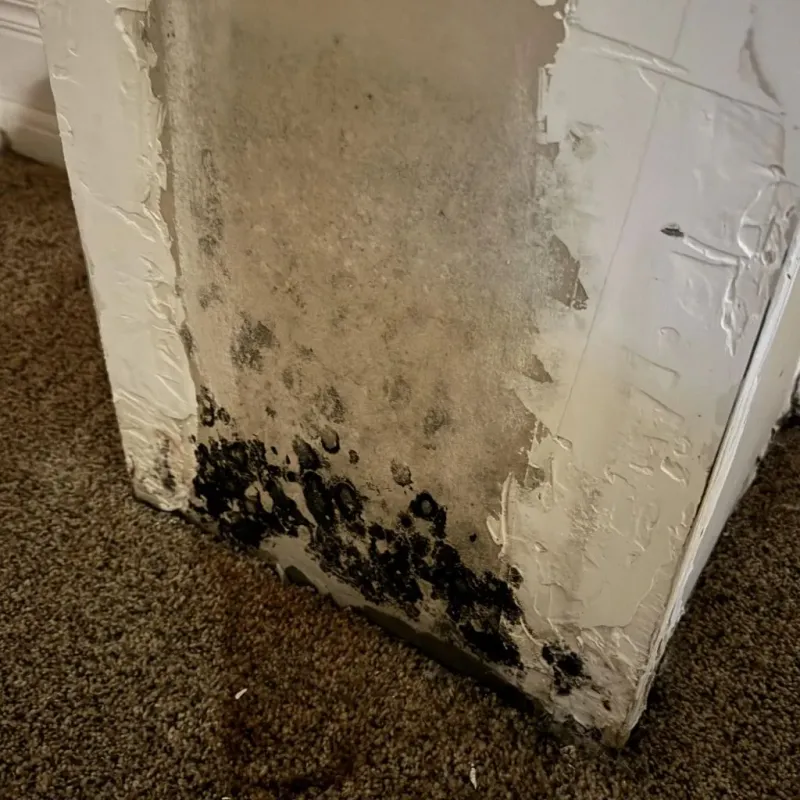 Professional Mold Removal in Lawrence County, SD